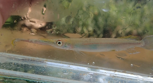 Forest Halfbeak