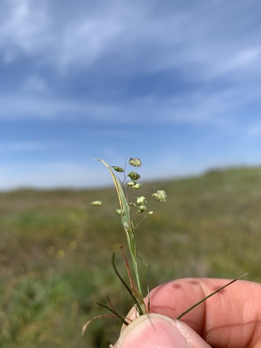 iNaturalist observation photo of Little quaking-grass