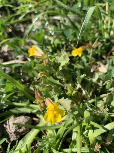 iNaturalist observation photo of seep monkeyflower