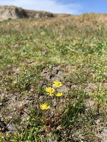 iNaturalist observation photo of glue-seed