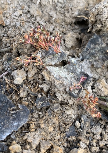 iNaturalist observation photo of Aquatic pygmyweed