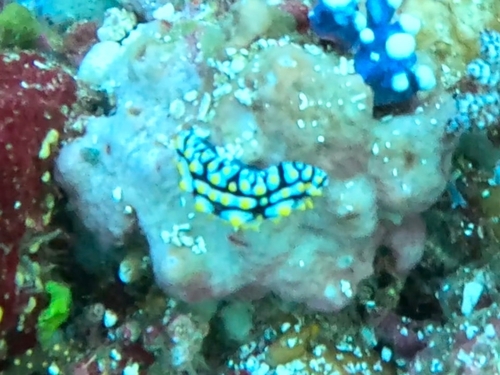 Phyllidia varicosa
