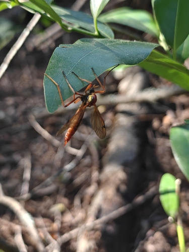 Unknown species found near Woodacre, CA 94973, USA