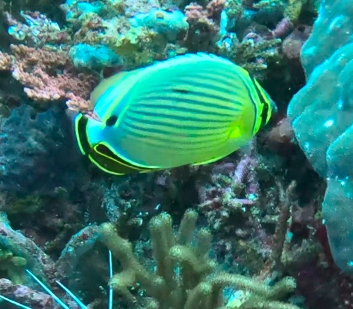 Chaetodon lunulatus