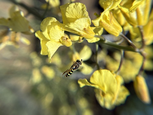 Unknown species found near Summit Rd, Los Gatos, CA, US