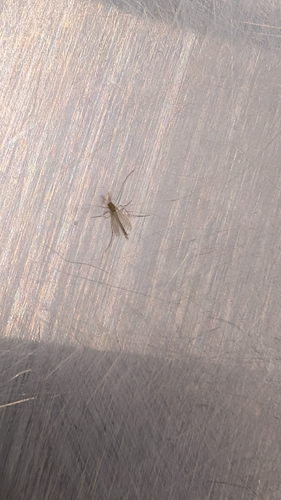 Unknown species found near Texas, US