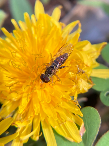 Unknown species found near Frederick Law Olmsted Way, Candler, NC, US