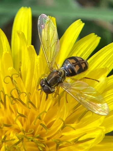 Unknown species found near Frederick Law Olmsted Way, Candler, NC, US