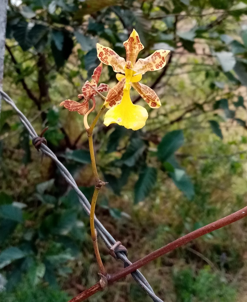 Oncidium Unguiculatum In March By Ded Villa Inaturalist