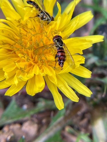 Unknown species found near Frederick Law Olmsted Way, Candler, NC, US