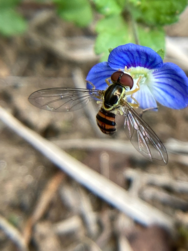 Unknown species found near Frederick Law Olmsted Way, Candler, NC, US