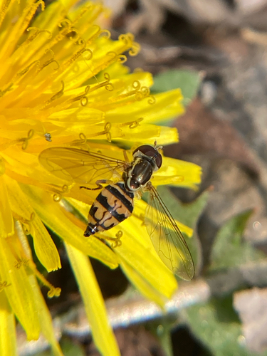 Unknown species found near Brevard Rd, Asheville, NC, US