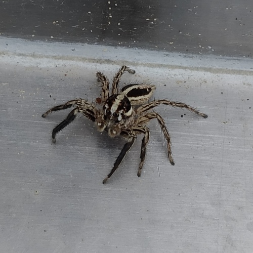 Pantropical Jumping Spider