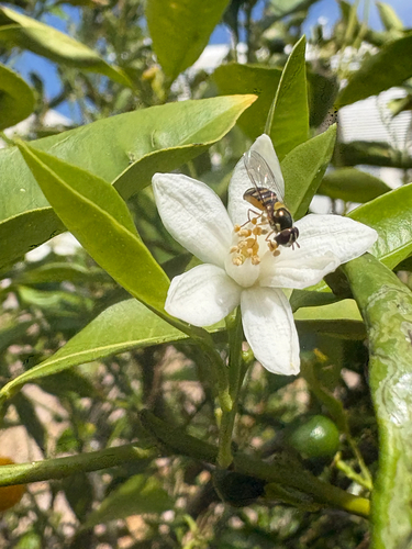 Unknown species found near Quail Gardens Dr, Encinitas, CA, US