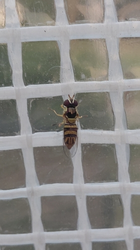 Unknown species found near Lee County, US-AL, US