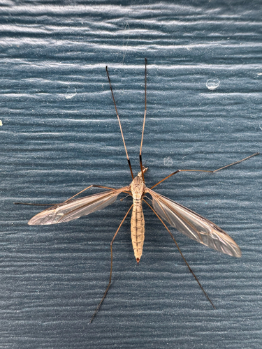 Unknown species found near NE 16th Way, Gresham, OR, US