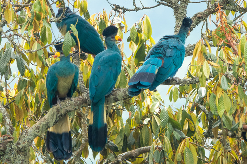 Great Blue Turaco