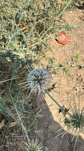 Indian Globe Thistle