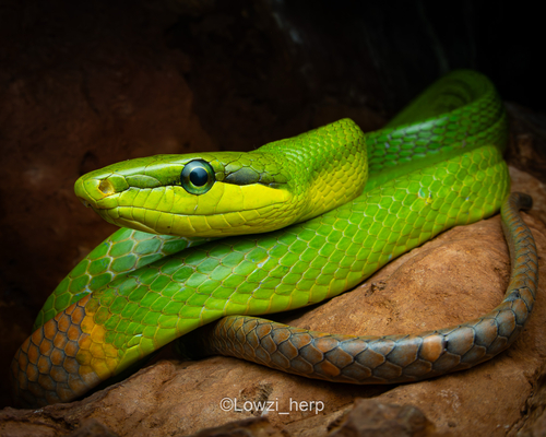 Red-tailed Green Ratsnake