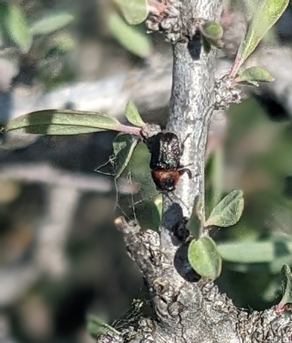 Pachybrachis subvittatus
