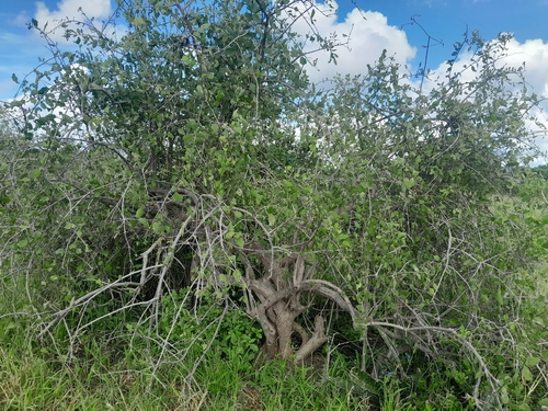 toothbrush tree