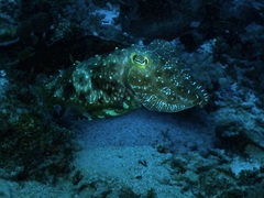 Cuttlefish
