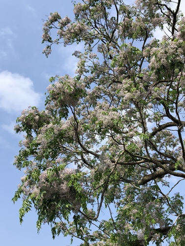 Árbol del Paraíso (Melia azedarach) · NaturaLista Mexico