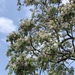 Chinaberry - Photo (c) creek, all rights reserved, uploaded by creek