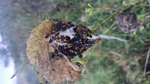 Milkweed Bug