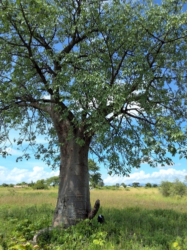 African baobab
