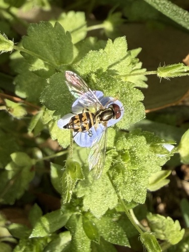 Unknown species found near Proctor St, Durham, NC, US