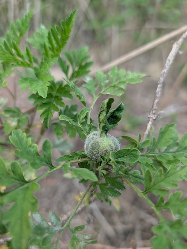 Unknown species found near Burnt Store, Cape Coral, FL, USA