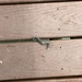 Observation photo