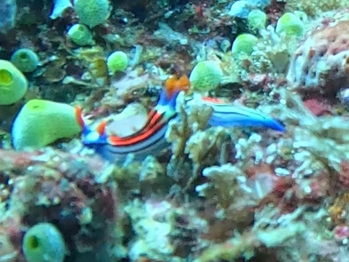 Nembrotha lorosae — seen at this dive site