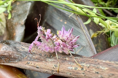 Common Spiny Flower Mantis