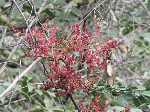 Ampelocissus acapulcensis (Ampelocissus acapulcensis)