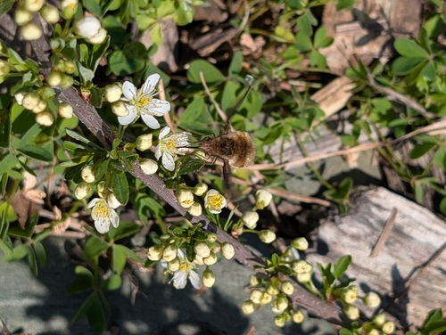 Unknown species found near Kimberlin Heights, TN 37920, USA