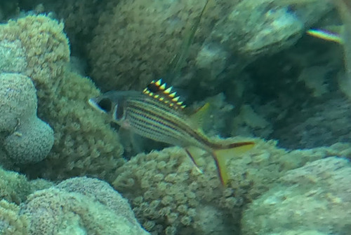 Neoniphon sammara