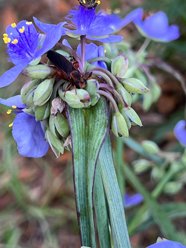 Unknown species found near N Otis Ave, Tampa, FL, US