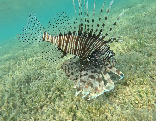 Pterois miles