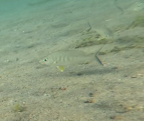 Gerres longirostris