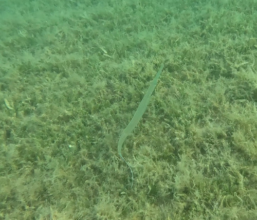Fistularia commersonii