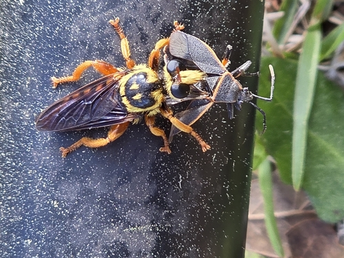 Unknown species found near Eastover, SC 29044, USA