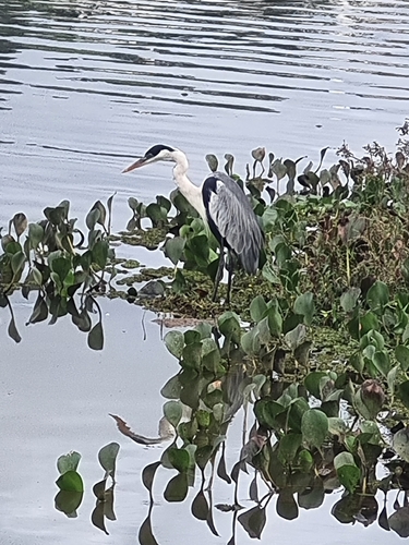 Cocoi Heron