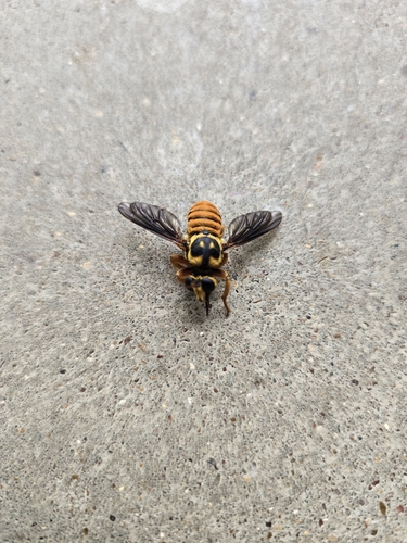 Unknown species found near Texas, US