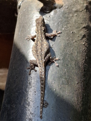 Chevron-throated dwarf gecko