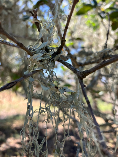 iNaturalist observation photo of lace lichen
