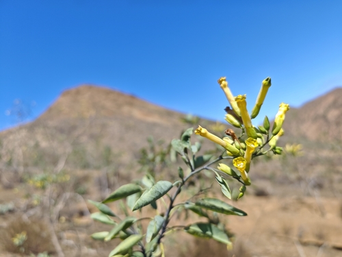 tree tobacco