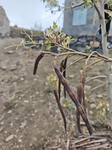 Moringa tree