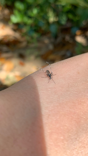 Unknown species found near W Nedderman Dr, Arlington, TX, US